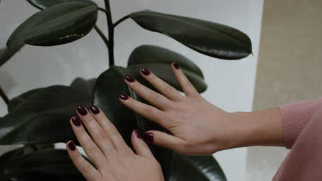 woman touching a ficus plant with burgundy nails