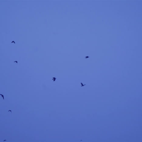 flock of birds fly in the sky. black birds in winter conditions