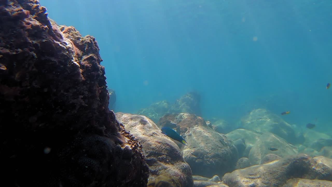 toma submarina de corales y peces nadando en el mar de andaman