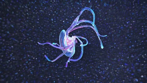 medusas brillantes en las profundidades del mar