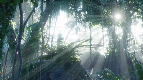 misty-rainforest-and-bright-sun-beams-through-trees-branches