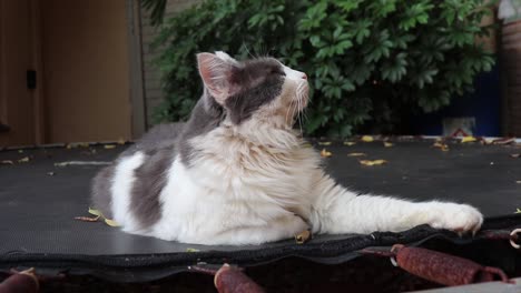 a fluffy grey and white cat is relaxing looking sheepish