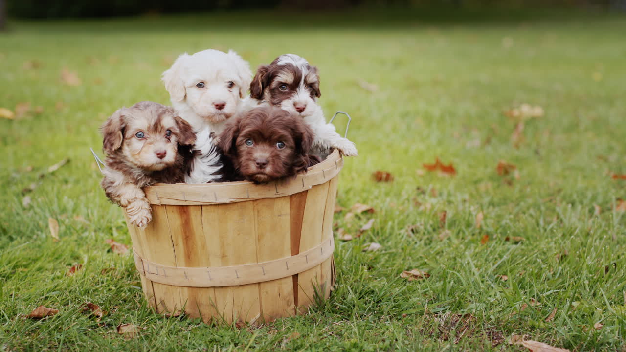 cubo con cachorros felices en el césped en un día de otoño