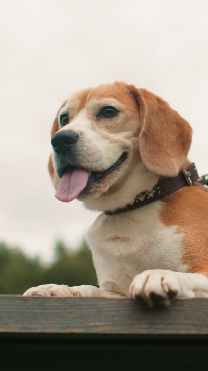 Cannot generate variations without input text, Detailed input text is required to create variations, Please supply text that needs to be transformed into multiple versions