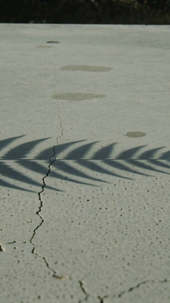 Vertical video: Sliding palm frond shadow crossing sunlit concrete, breeze nudging frond over crack