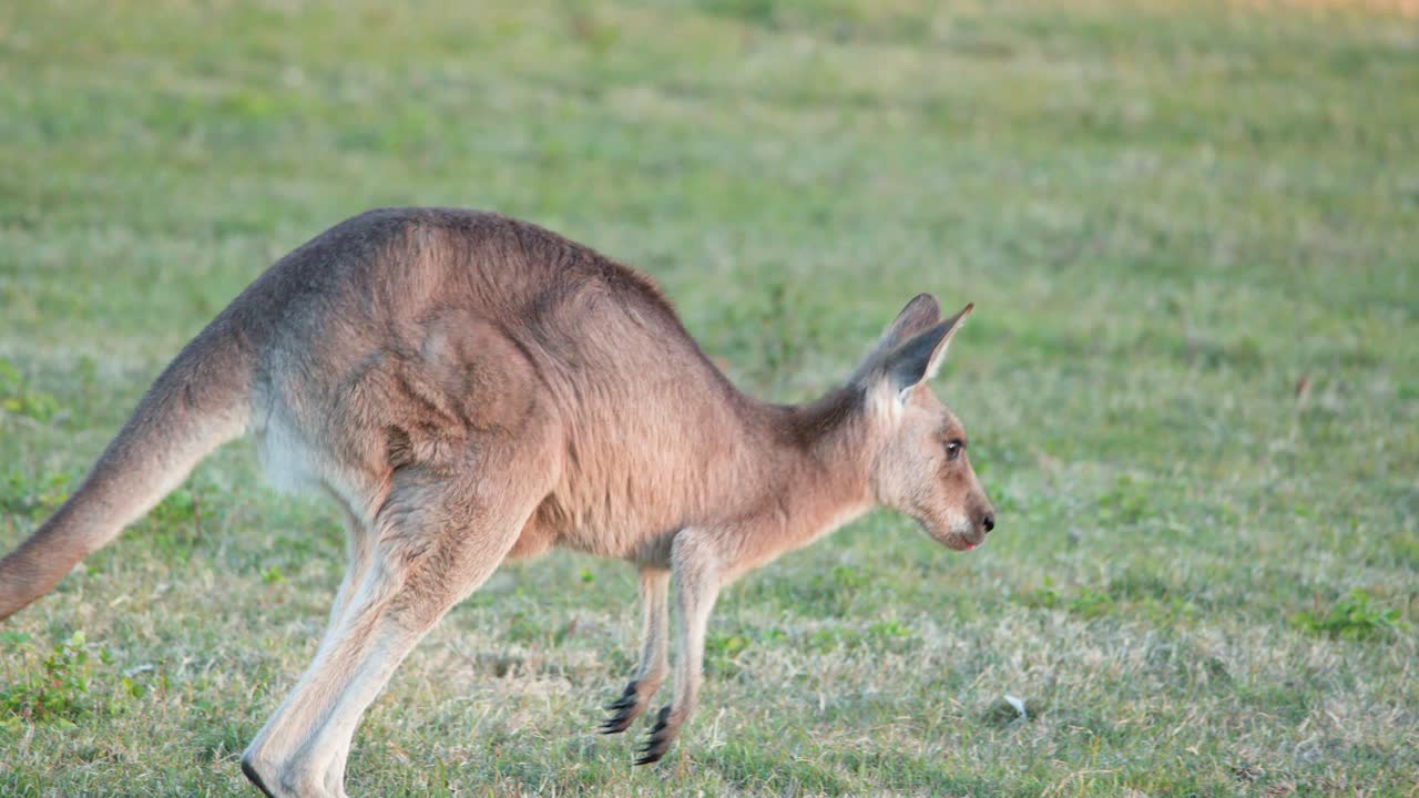 A kangaroo joey hops across a grassy field before pausing to graze, captured in natural sunset lighting with smooth camera tracking