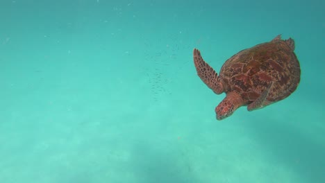 a turtle with three legs is crossed with a turtle with four legs.