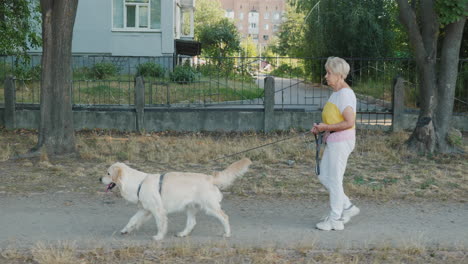 senior woman walking her golden retriever dog in the city