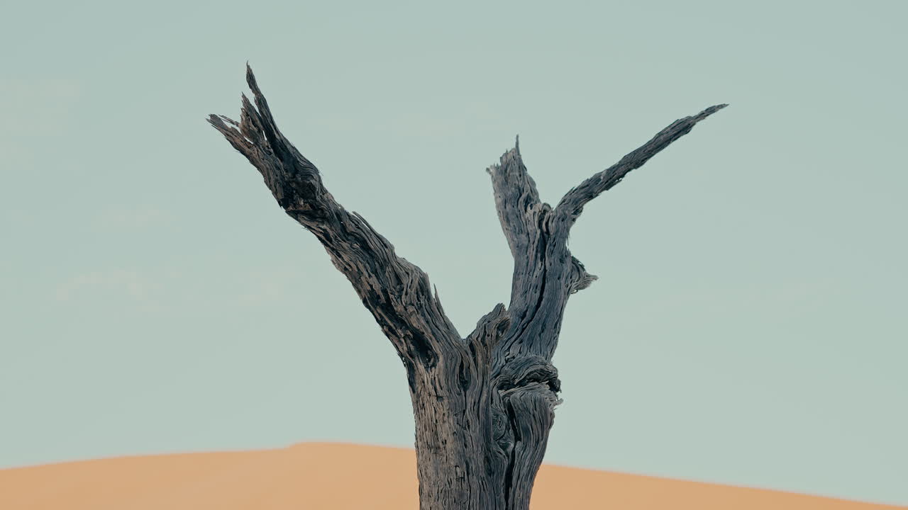 사막의 죽은 나무