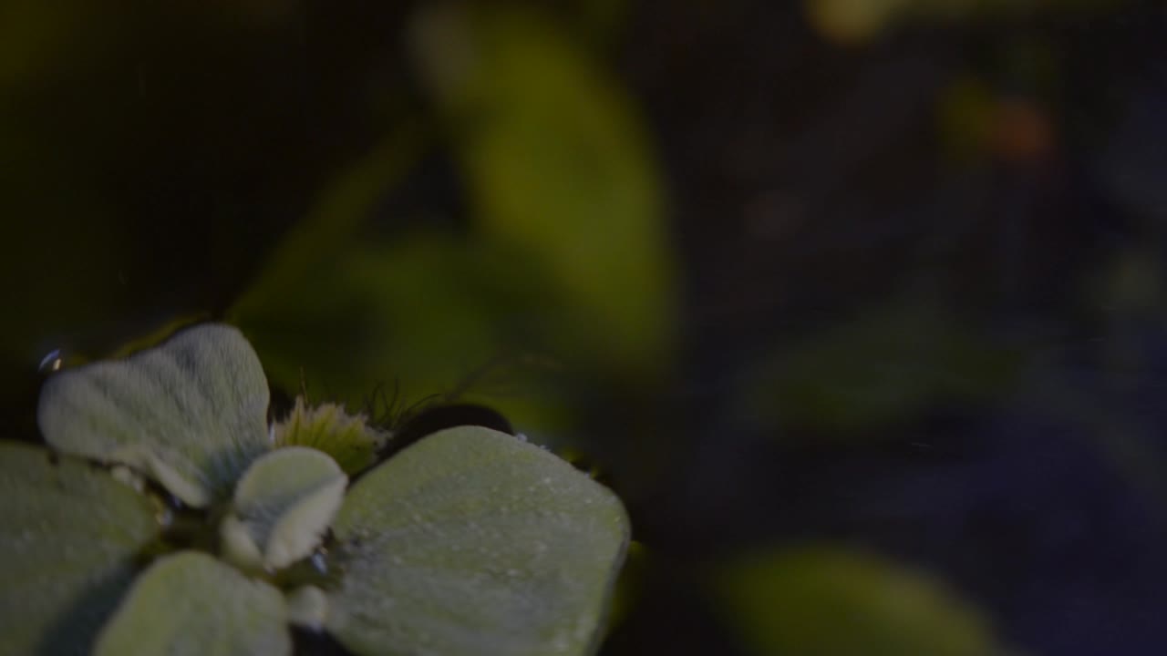 lechuga de agua enana en raíces de plantas flotantes de agua de acuario