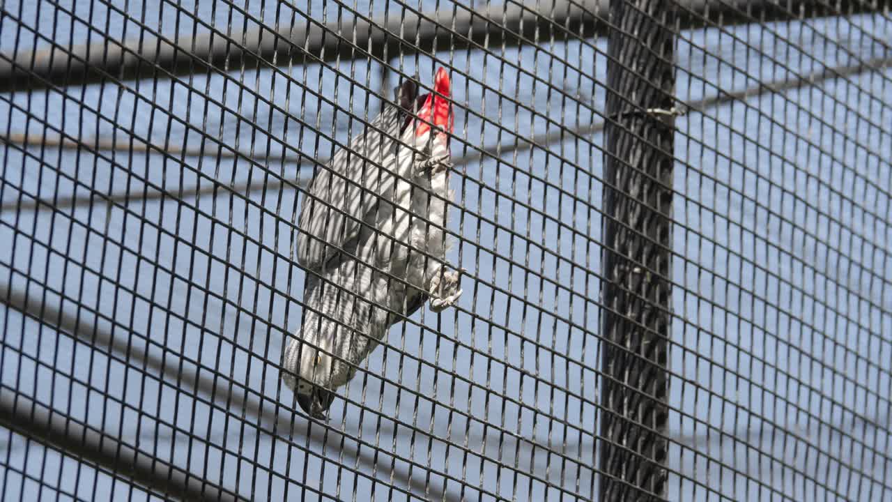 African Grey Parrot hangs from aviary and looks around