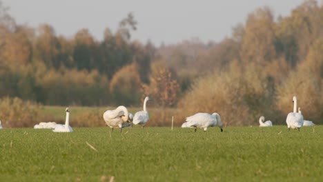 Eine-Herde-Von-Singschwänen,-Die-In-Der-Goldenen-Stundenbeleuchtung-Der-Migrationszeit-Auf-Der-Wiese-Ruhen