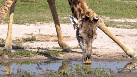 giraffe drinking in front of the camera