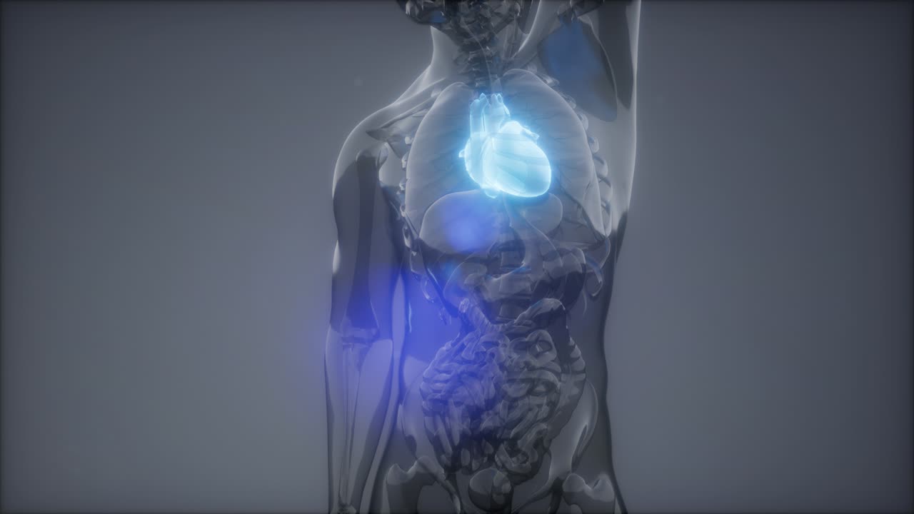 인간 심장 방사선 검사