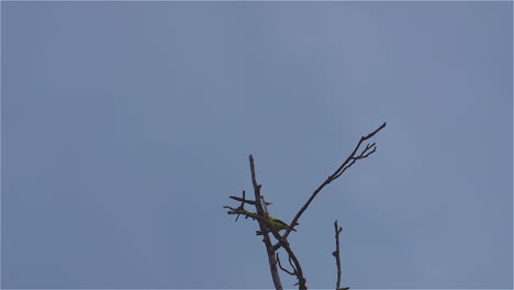 在無葉的樹頂上,在風中搖<unk>的黃色 oriole