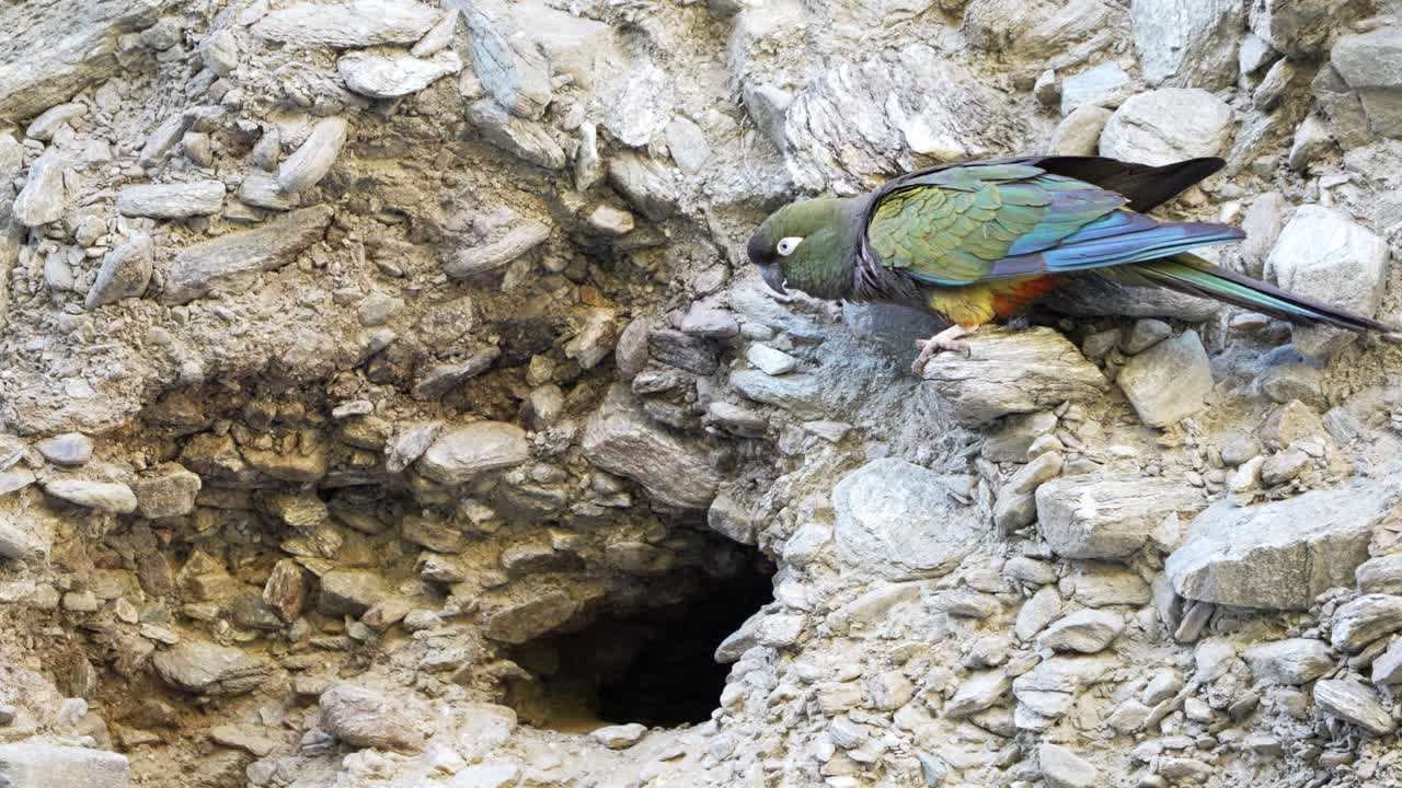 Zoom in view of a burrowing parrot, Cyanoliseus patagonus, taking off near a nest entrance on a cliff. Argentina. 4k