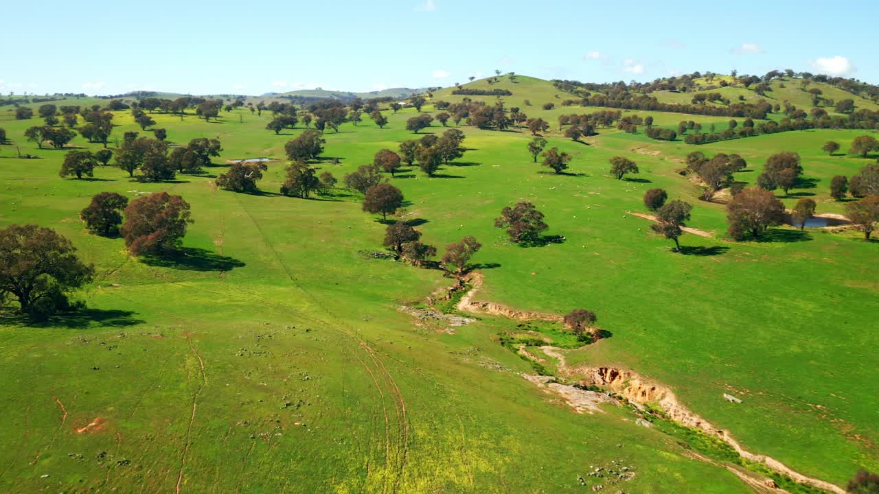 paisaje de vegetación del interior con árboles y plantas en el centro de australia