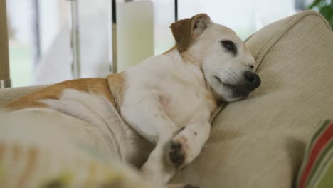 video of mixed breed dog lying on sofa at home