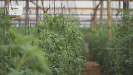 tomato plants growing in neat rows inside a greenhouse, supported by strings for stability