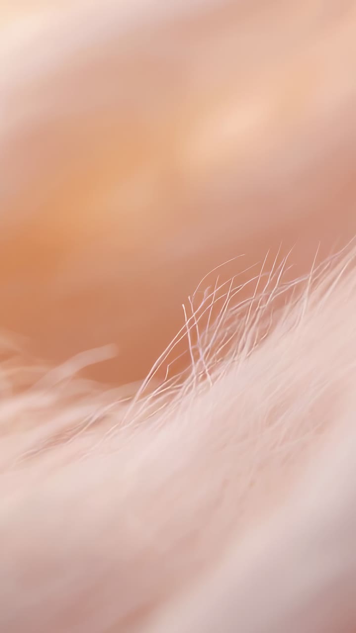 Vertical video: Shifting soft pale fur moving under tiny lens refocus at studio, for texture study