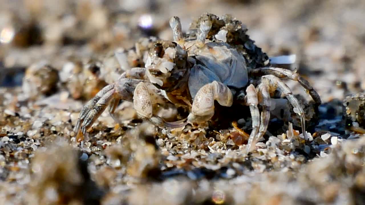 cerca del cangrejo fantasma comiendo comida en la playa de arena.