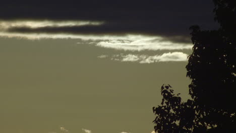 scenic view with silhouetted tree foliage against gray cloudy sky at dusk