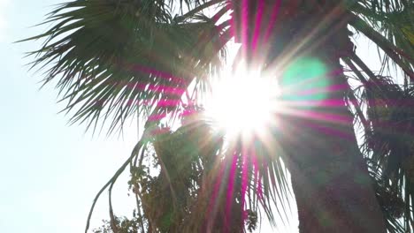 Green-palms-against-blue-sky-and-shining-sun