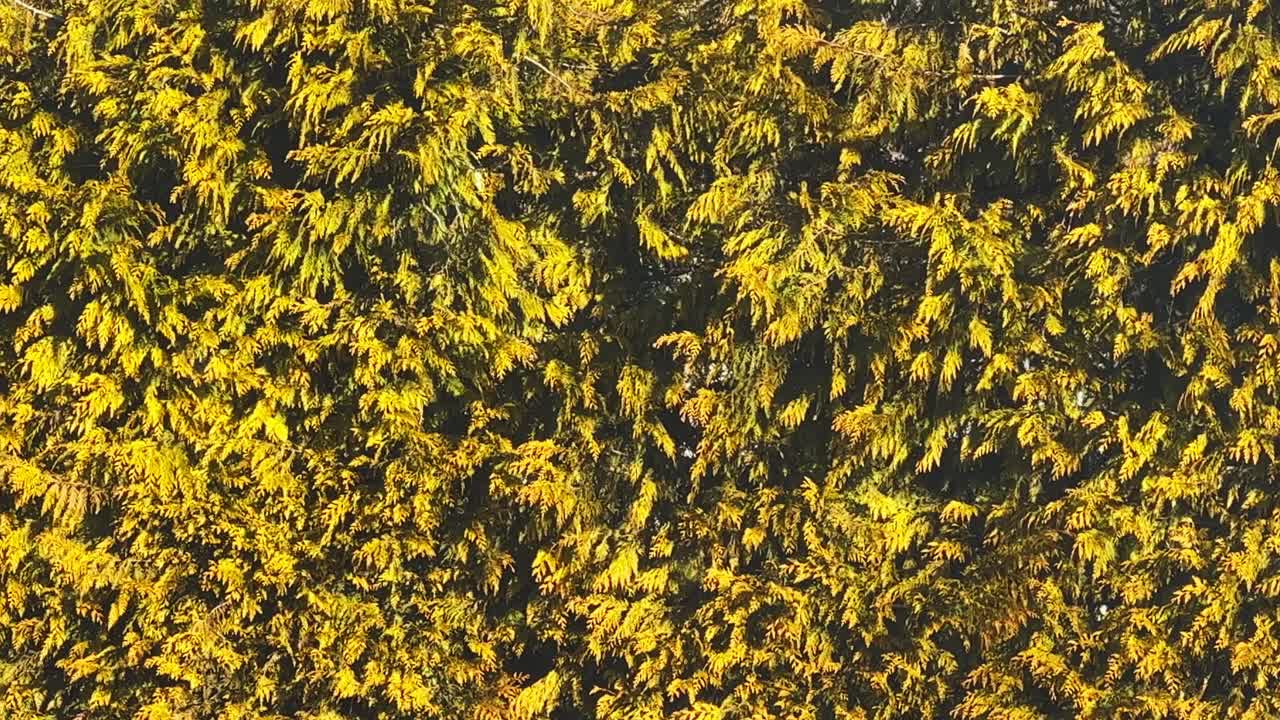 따뜻한 저녁  ⁇ 빛 에 빛나는 동안 바람 에 흔들리는 투자 헤지