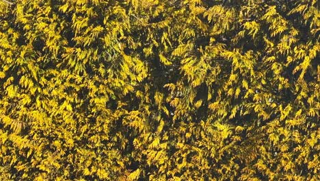 el seto de thuja ondeando en el viento mientras es iluminado por el cálido sol de la tarde