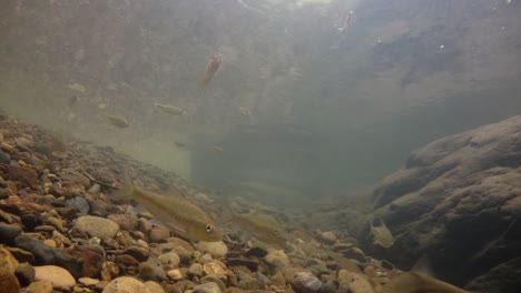 El-Parque-Nacional-Kaeng-Krachan-Es-El-Hogar-De-Muchos-Animales-Salvajes-Fantásticos-Y-Los-Arroyos-Son-Una-Fuente-De-Vida-De-Agua-Dulce-Para-Que-Los-Animales-Beban-Y-Los-Peces-Naden.