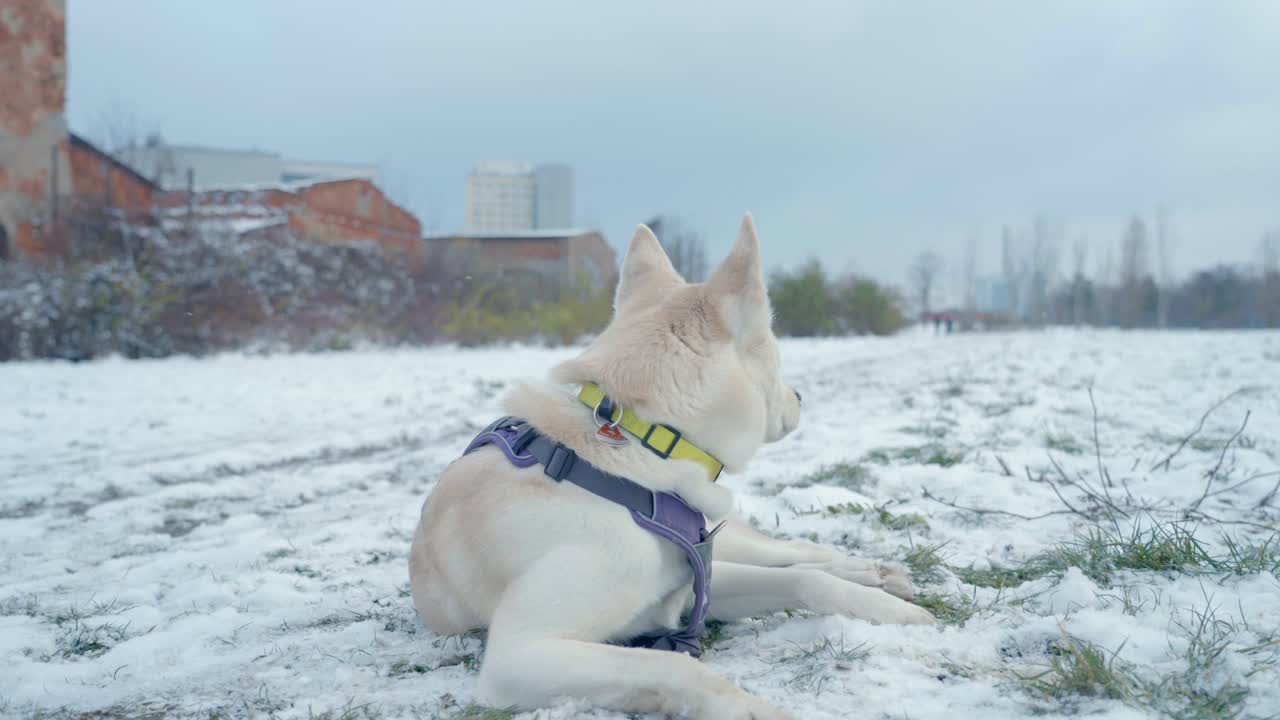 un perro ladrando en la nieve blanca de husky