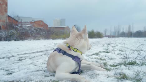 Un-Perro-Ladrando-En-La-Nieve-Blanca-De-Husky