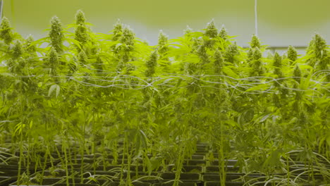 carro de grandes plantas de cannabis que crecen en un vivero