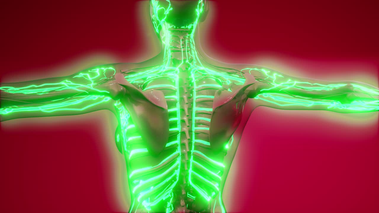 vasos sanguíneos del cuerpo humano