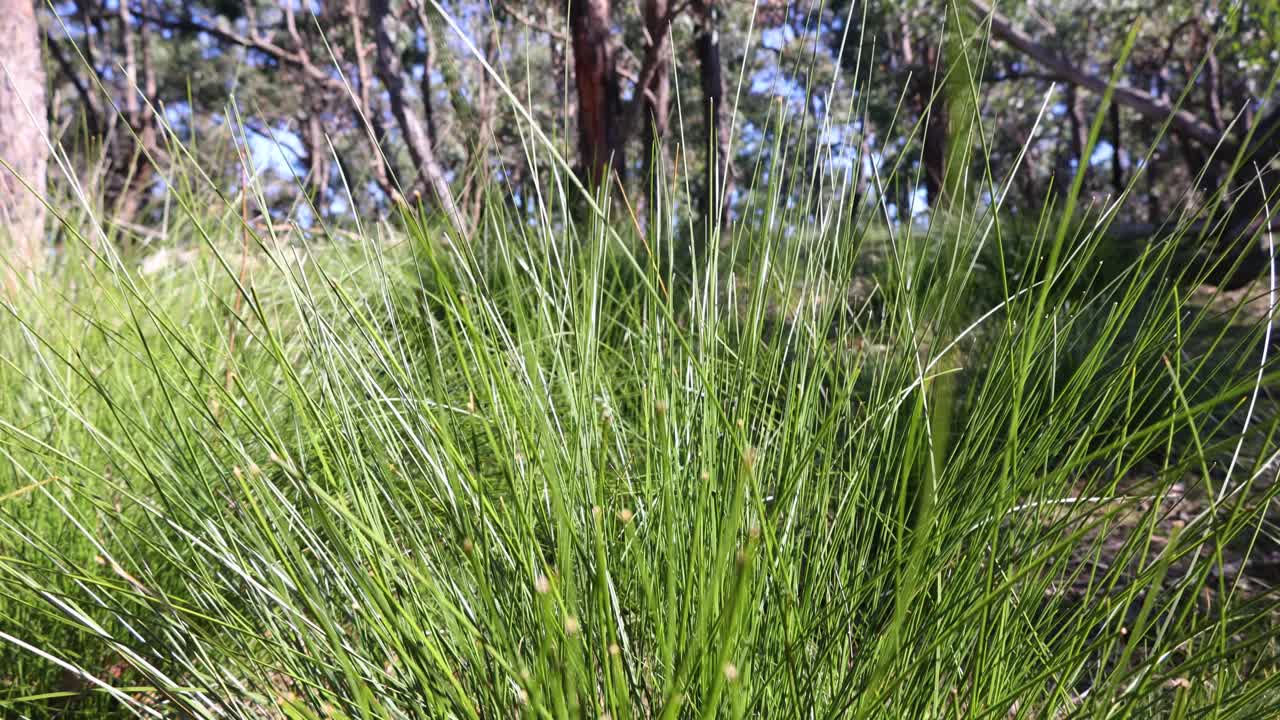 A close up of young Xanthorrhoea grass trees in the Australian bush