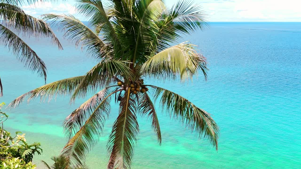 Close Up of Palm Tree Swaying in the Summer Breeze in The Philippines