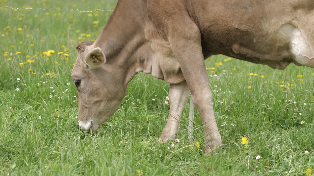 vaca joven marrón pastando en cámara lenta, a principios de la primavera en el pasto verde en eslovenia