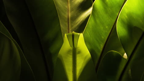 beautiful symmetrical bird's nest fern slowly unfurling in soft backlit sun light