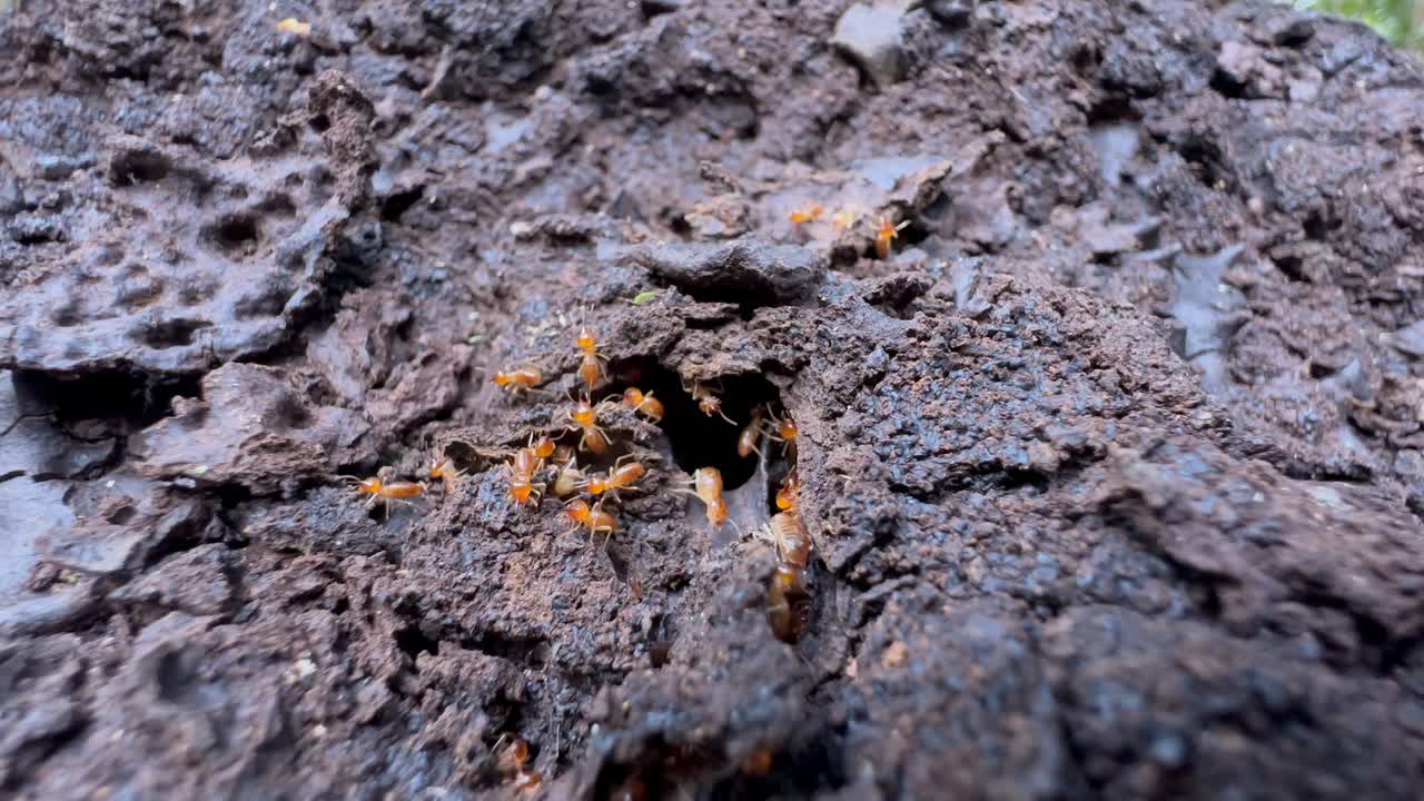 Primo piano di termiti all'ingresso del termitaio nella foresta del Parco nazionale di Analamazaotra, Madagascar