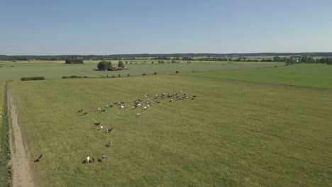 Vista-Aérea-De-Ganado-En-Un-Campo-Con-Hierba