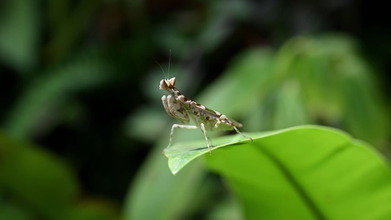 mantis de flores enjoyadas de pie y observando los alrededores moviéndose lentamente