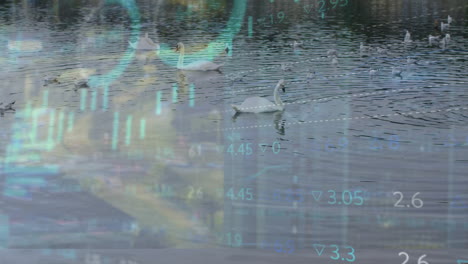 animation of stock market and diagrams over swans on river