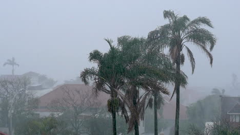 Capeado-Palmeras-En-Fuertes-Lluvias-Y-Poca-Visibilidad-Slomo