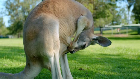 Canguro-Acicalándose-En-Una-Pradera-Con-Un-Paisaje-Natural-Borroso-En-La-Campiña-De-Brisbane,-Australia