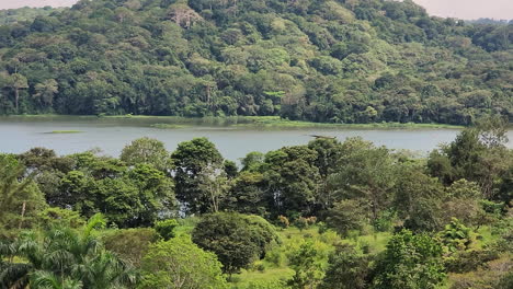 Majestuoso-Pájaro-Negro-Volando-Por-Encima-De-Los-árboles-En-Un-Entorno-Tropical-Cerca-De-Un-Lago---Tiro-De-Seguimiento