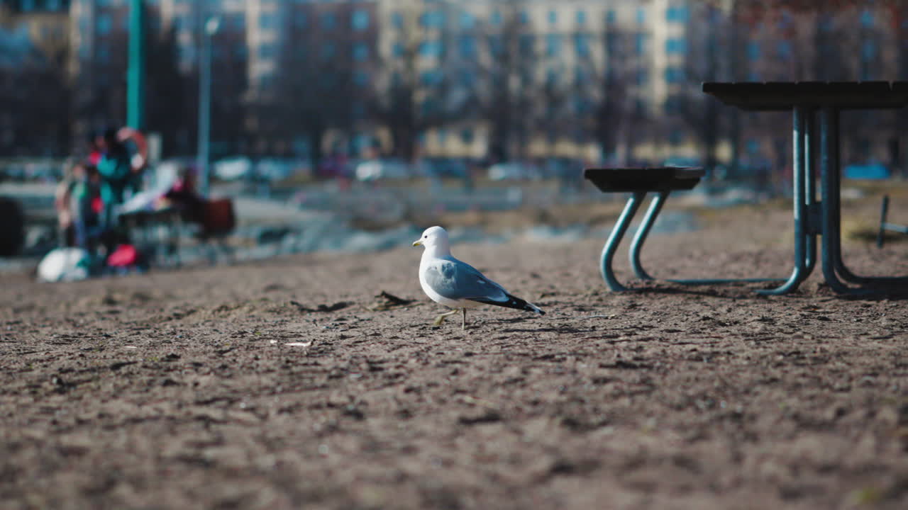 먹이를 찾아 해변을 걷고 있는 갈매기