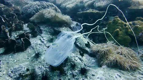 box jellyfish pulses forward bumps coral bounces then swims away