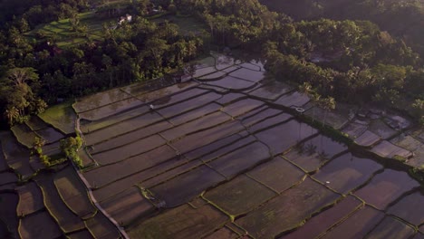 Hochklappbare-Aufnahme-Von-Reisfeldern-In-Ubud-Auf-Bali-Mit-Goldenem-Licht,-Luftaufnahme