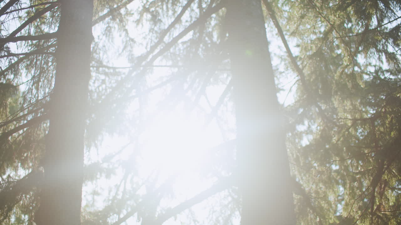 vista circular de un árbol otoñal alto con un rayo de sol brillante que atraviesa las ramas en un bosque soleado, efecto de lente de ensueño, neblina suave y bokeh, ambiente tranquilo de bosque, perspectiva ascendente alrededor del tronco