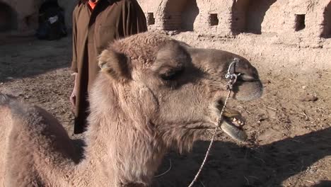 un hombre y un camello en iran 1